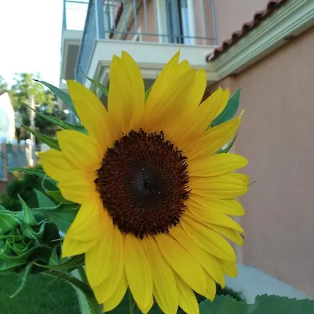 Pantelis Corfu Hotel apartamentowy